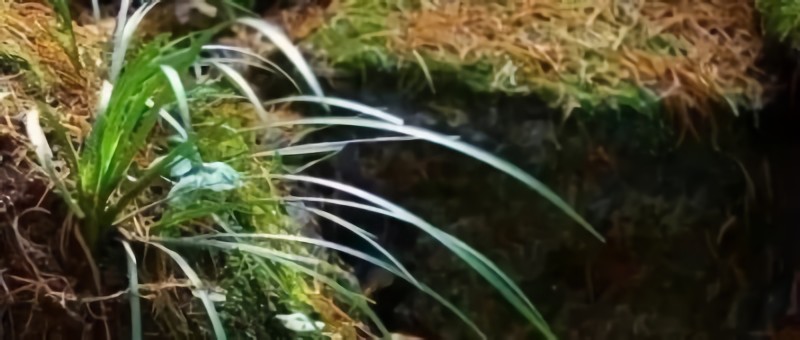 由 ‘ 菖蒲草 ’ 而想到的……