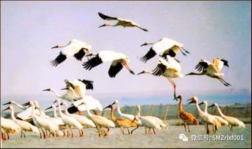 《岳阳楼记》是范仲淹的呐喊 [ 国学欣赏（ 之二 ）]插图18