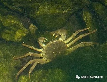 荀子的《劝学》是中华文化的基石 [ 国学欣赏（ 之五 ）]插图18
