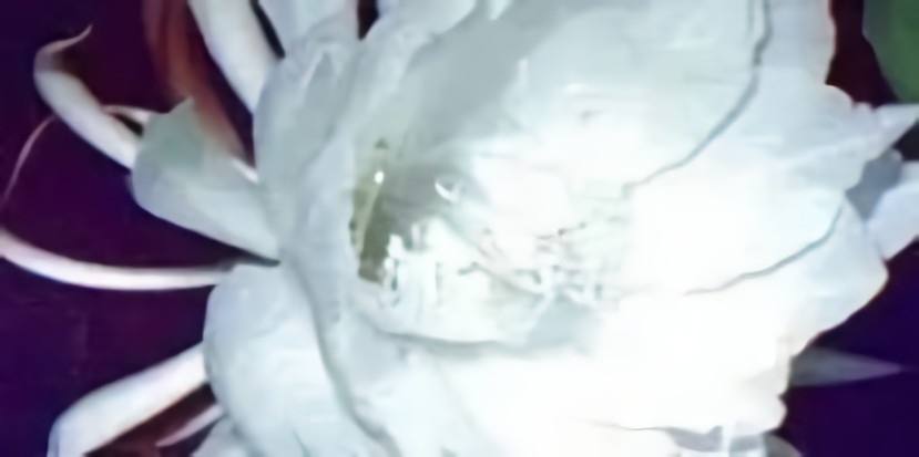 为什么佛说：“优昙钵花虽萎脆，胜彼世间花”？