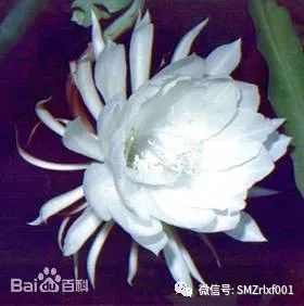 佛法真谛（40）佛为什么说 “ 优昙钵花虽萎脆，胜彼世间花 ” ？[ 甚深佛法 (107 ) ]插图