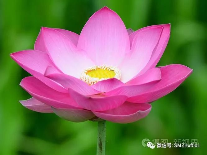佛法真谛（40）佛为什么说 “ 优昙钵花虽萎脆，胜彼世间花 ” ？[ 甚深佛法 (107 ) ]插图15