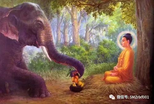 佛法真谛（40）佛为什么说 “ 优昙钵花虽萎脆，胜彼世间花 ” ？[ 甚深佛法 (107 ) ]插图11