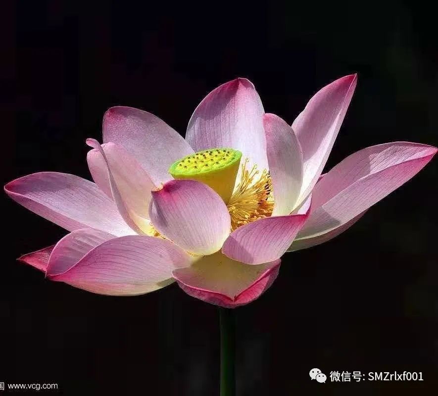 ​佛法真谛（64）学习《圆觉经》有感——对生命的认识 [ 甚深佛法 (132) ]插图5