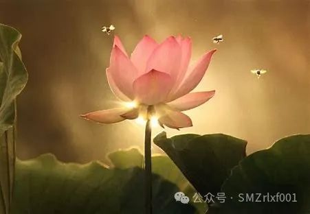 [ 佛法真谛（82）] 详解 “ 我有正法眼藏 ” [ 甚深佛法（150）]插图1