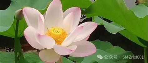[ 佛法真谛（83）] 离开肉身，无处极乐！[ 甚深佛法（151）]插图9