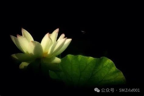 佛法真谛（103）‘ 不求自得 ’ 与 ‘ 求之不得 ’ ​[ 甚深佛法 (171) ]插图8