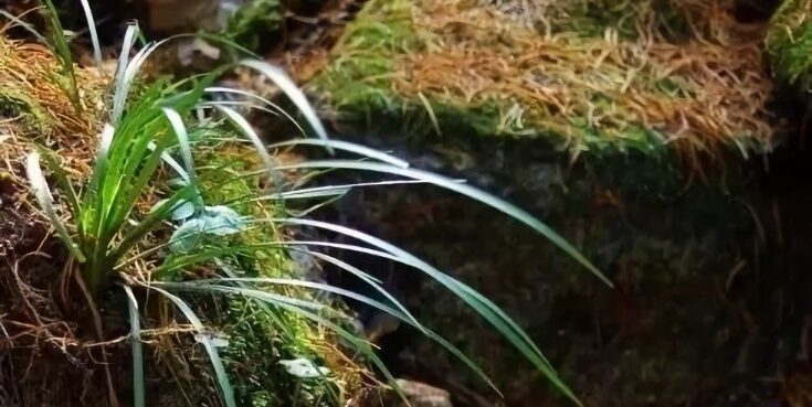 菖蒲颂