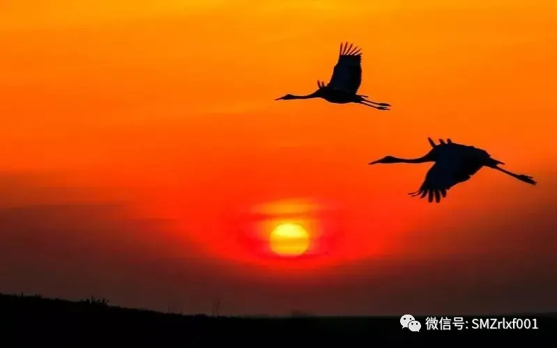 净土原来空世界插图