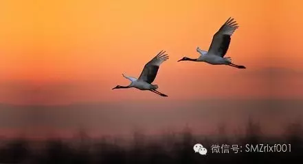 净土原来空世界插图1