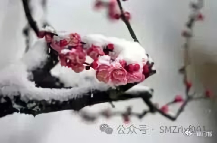 新咏梅