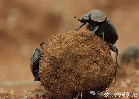 屎壳郎推粪球 的图像结果