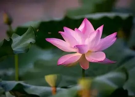 清净 的图像结果