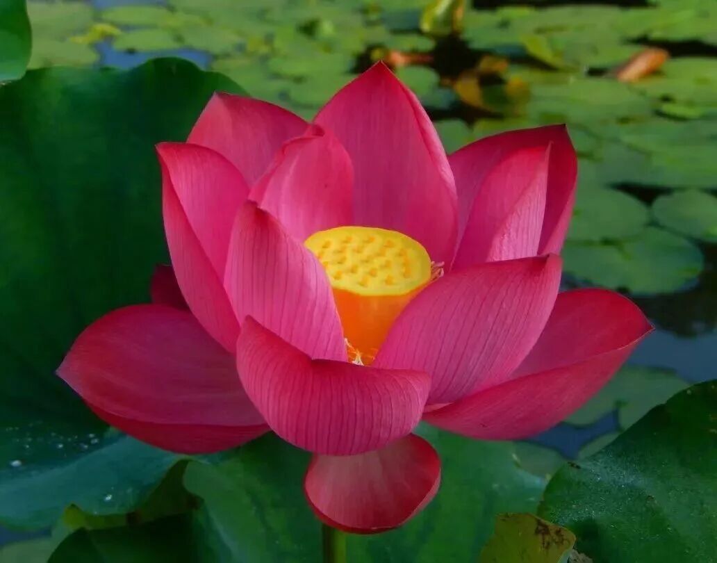 千种莲花亮相千年莲花山！番禺莲花文化旅游节开启