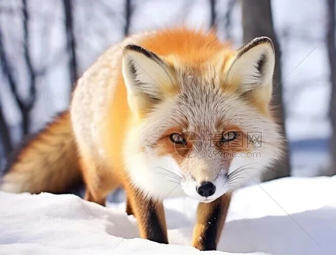 可爱的野生狐狸高清图片下载-正版图片600320737-摄图网