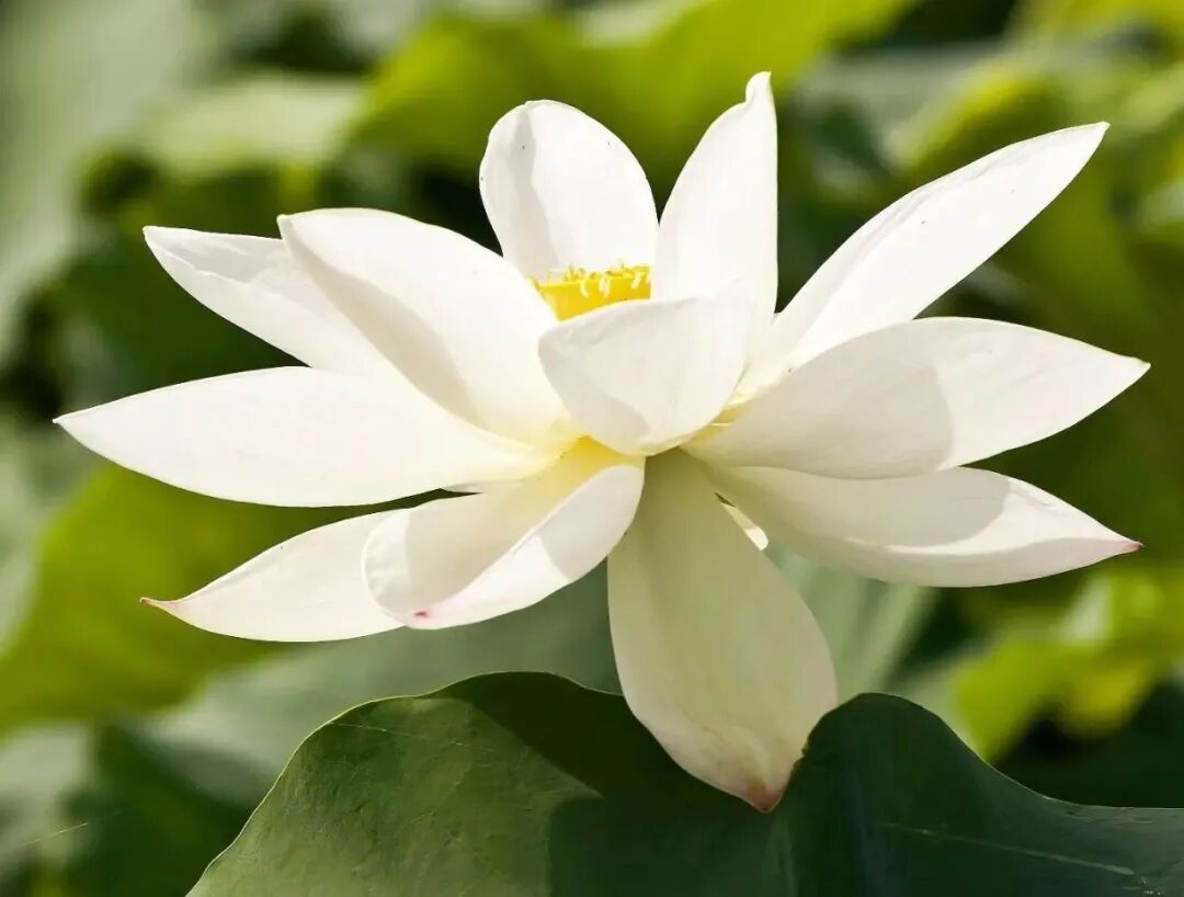 莲花好美，可是你知道怎么吃吗？ - 知乎