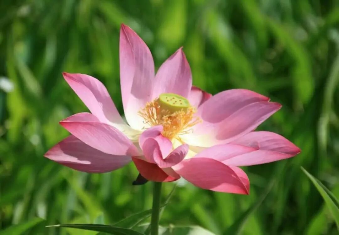 莲花如何正确养护，莲花在家可以养吗 - 花百科