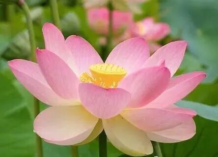 如何证到清净插图