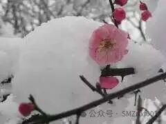 出家为证道插图5